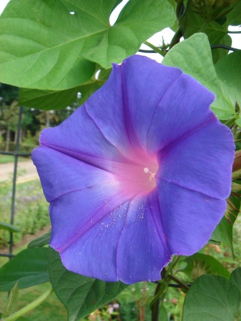 Ipomoea indica